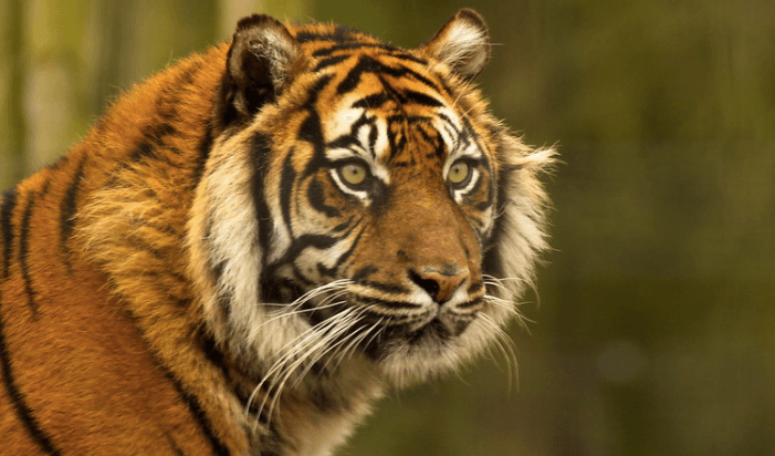 tigre 1