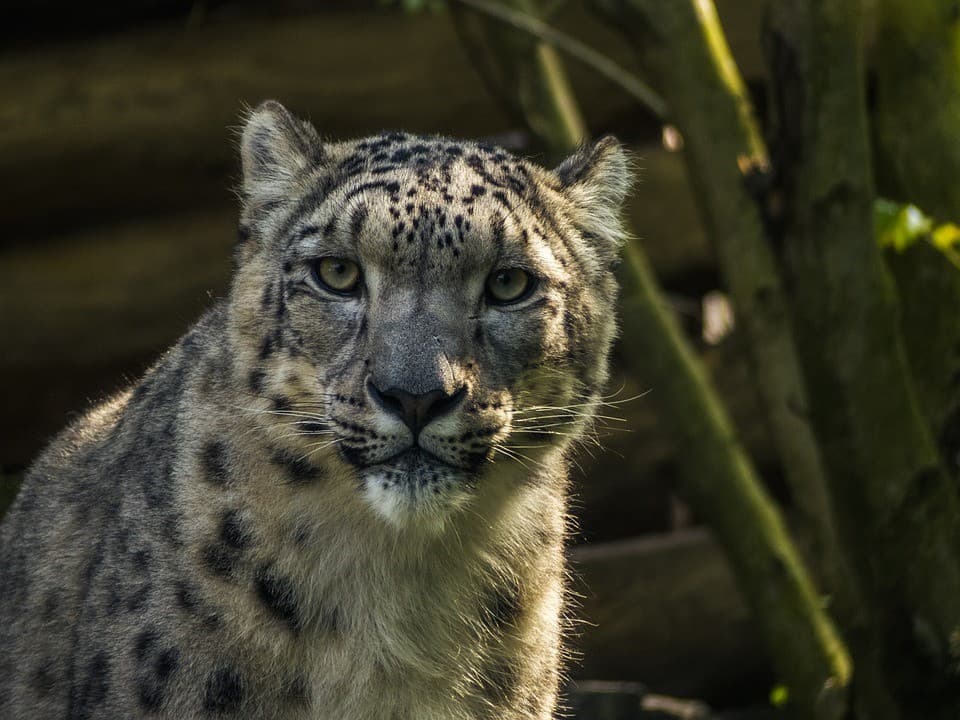 Nepal's Wildlife Fauna