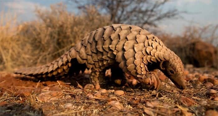 The Pangolin, Nepal's Endangered Symbol