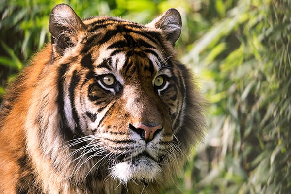 tigre nepal